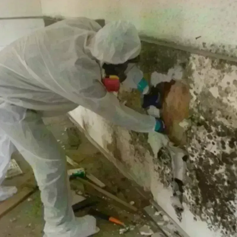 Mold Remediation and Removal in Hampton, NH